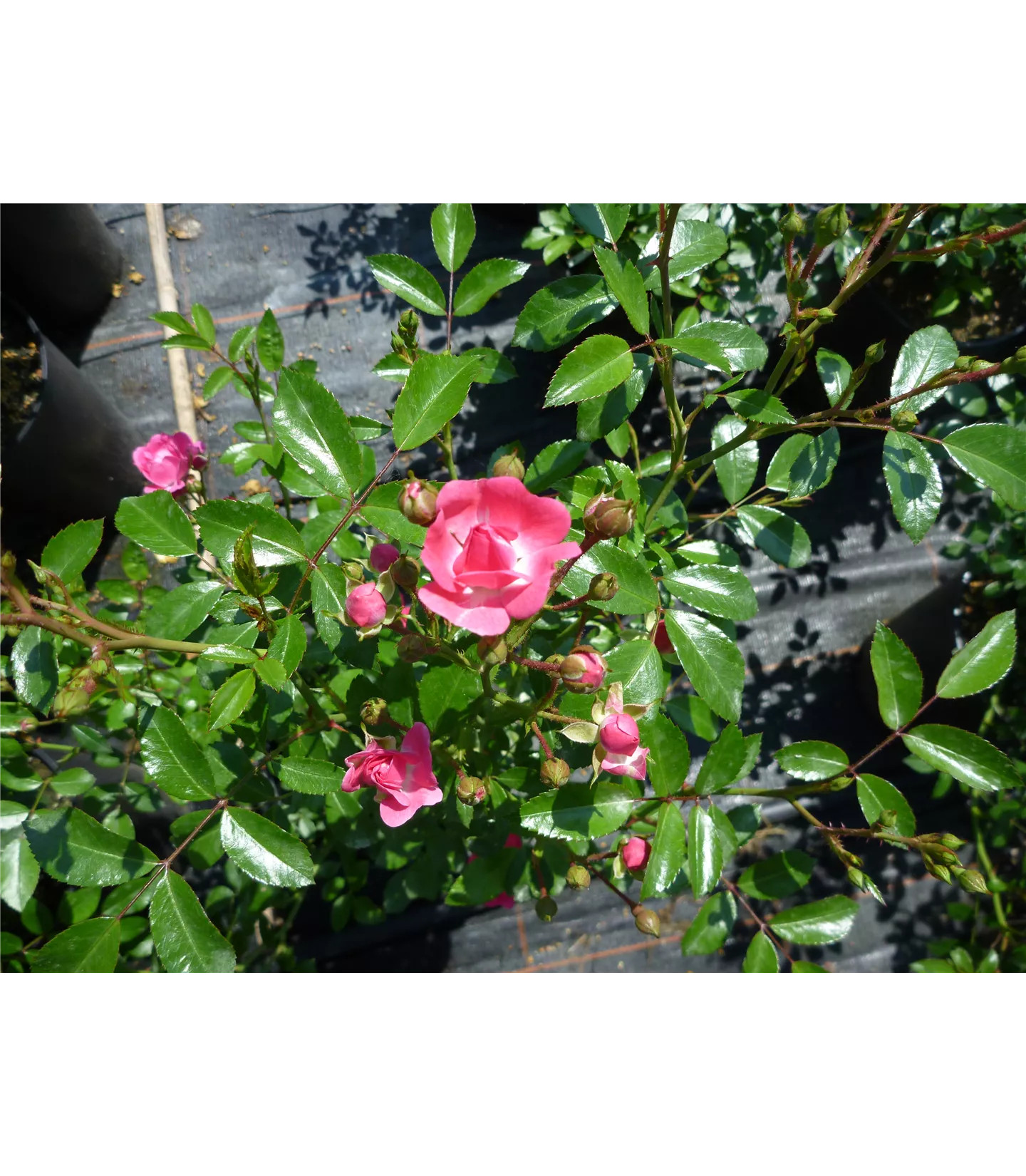 Rosa (Bodendeckerrose) 'Lovely Fairy'