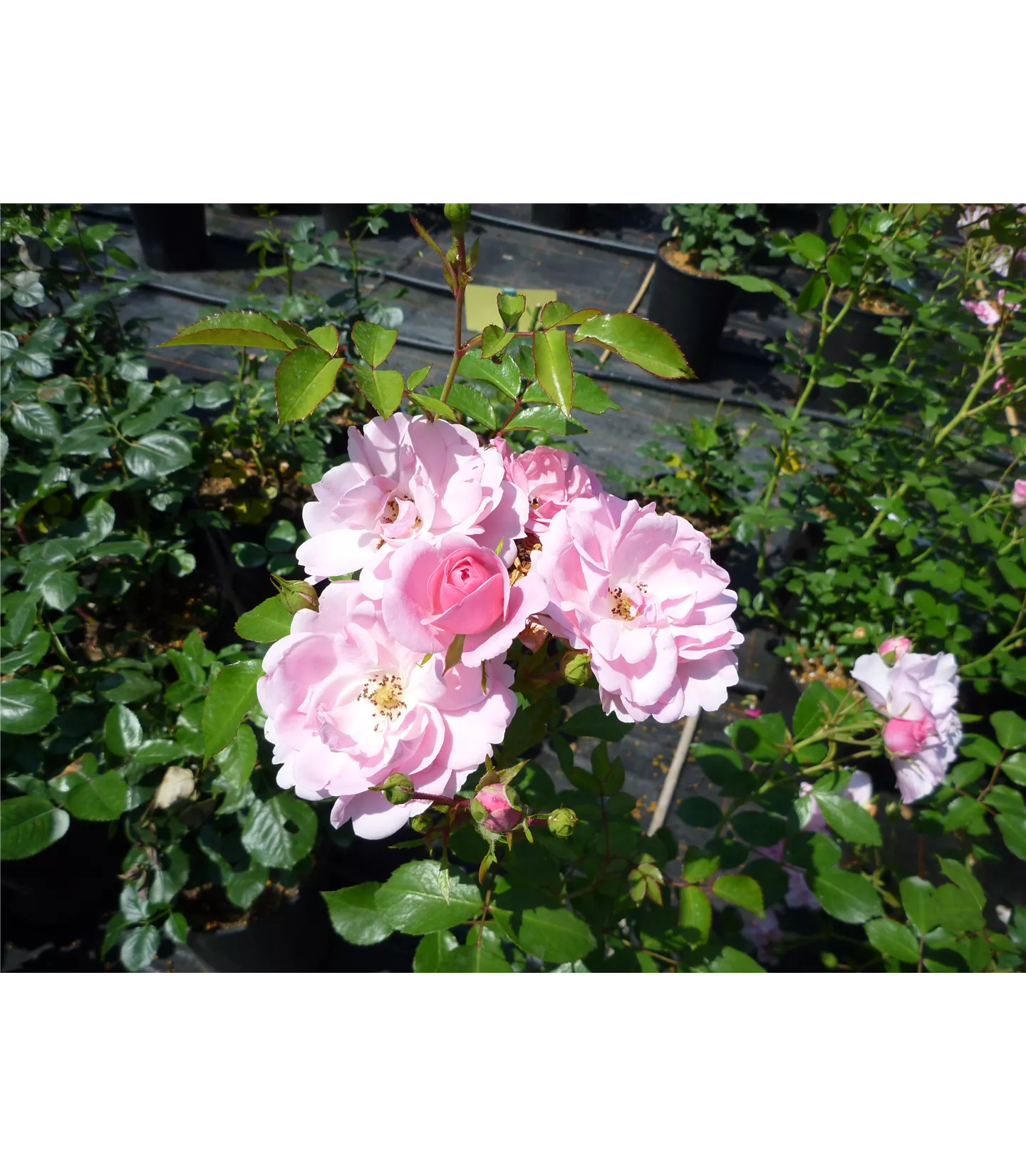 Rosa (Floribundarose) 'Bonica 82'