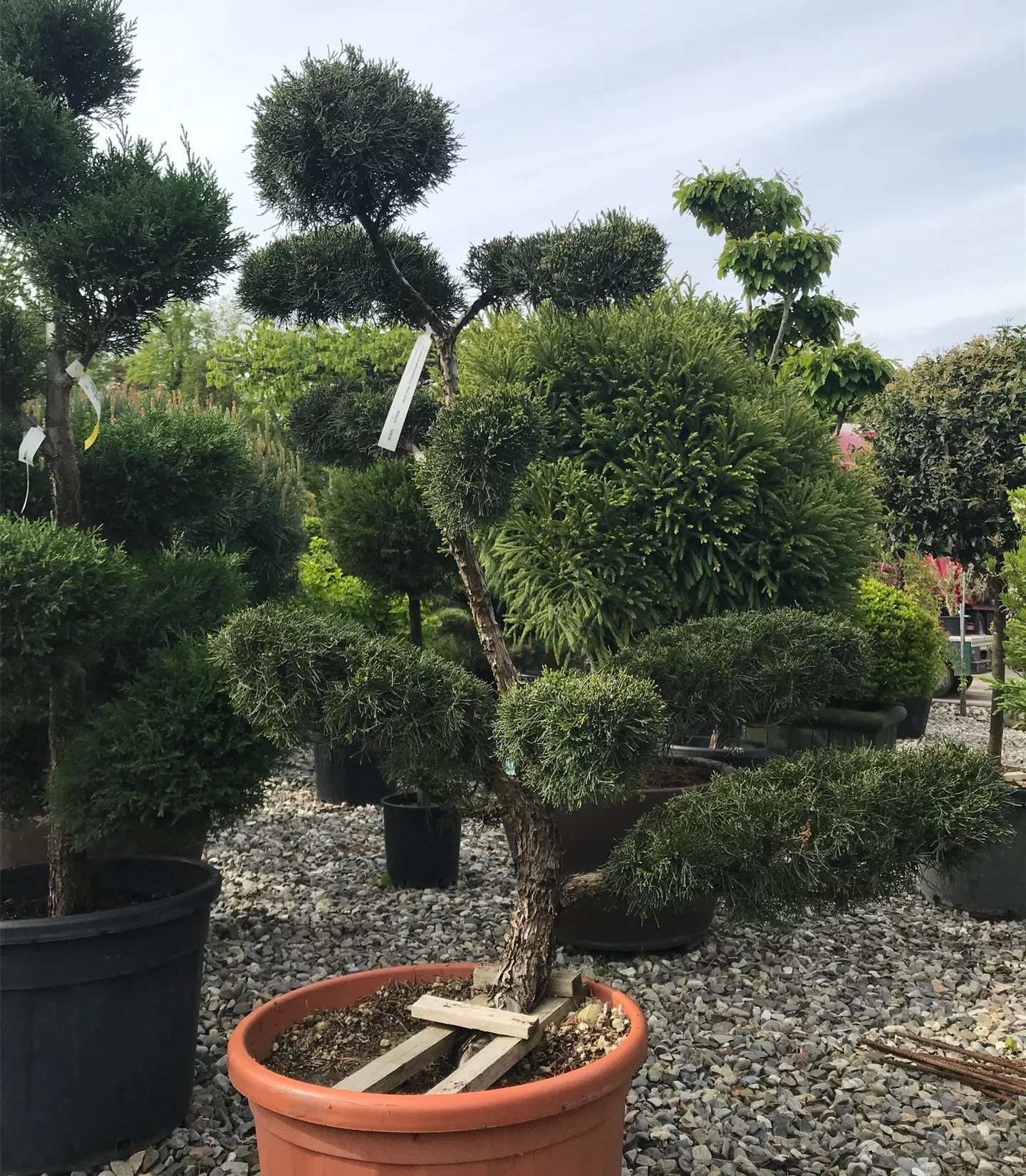 Juniperus pfitzeriana 'Mint Julep', Bonsai