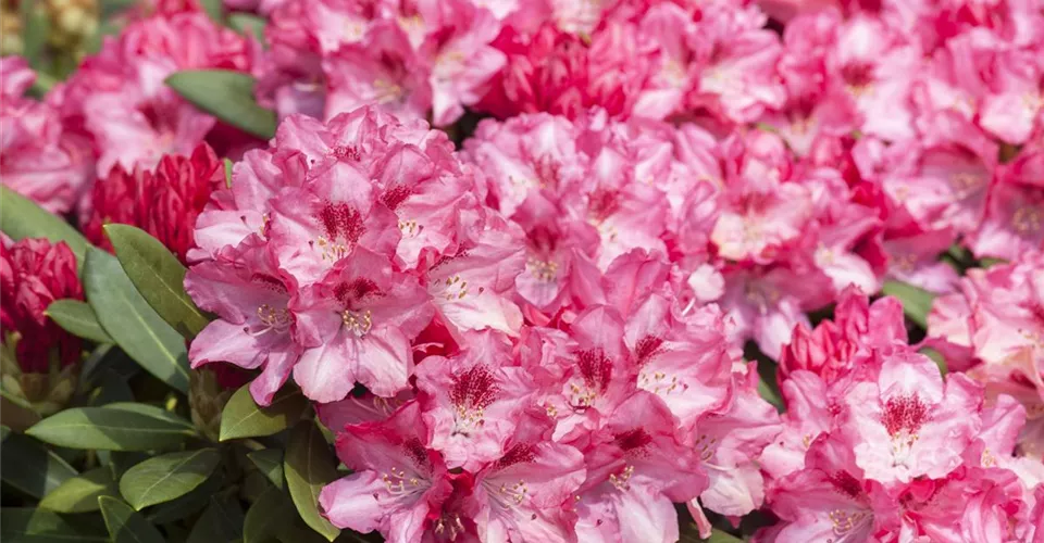 Acheter un rhododendron pour une conception individuelle