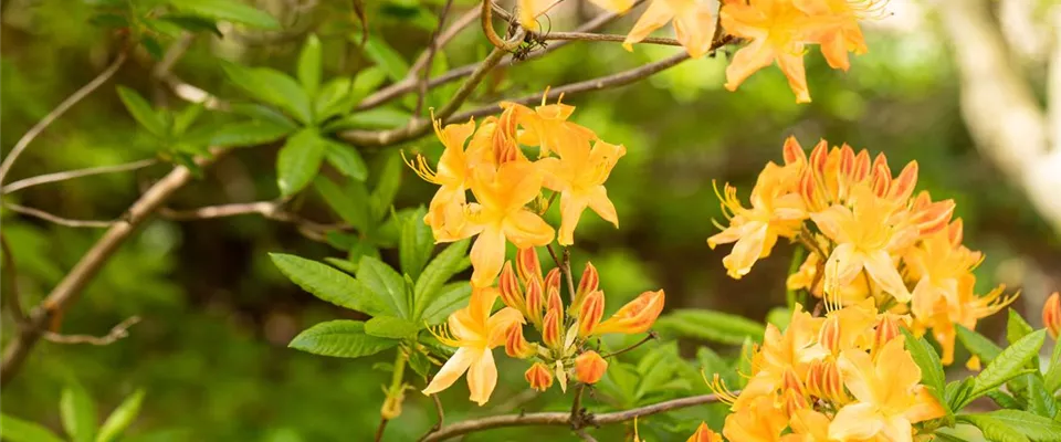 Rhododendron 'Immer auf dem neusten Stand sein, wenn Sie Rhododendren kaufen