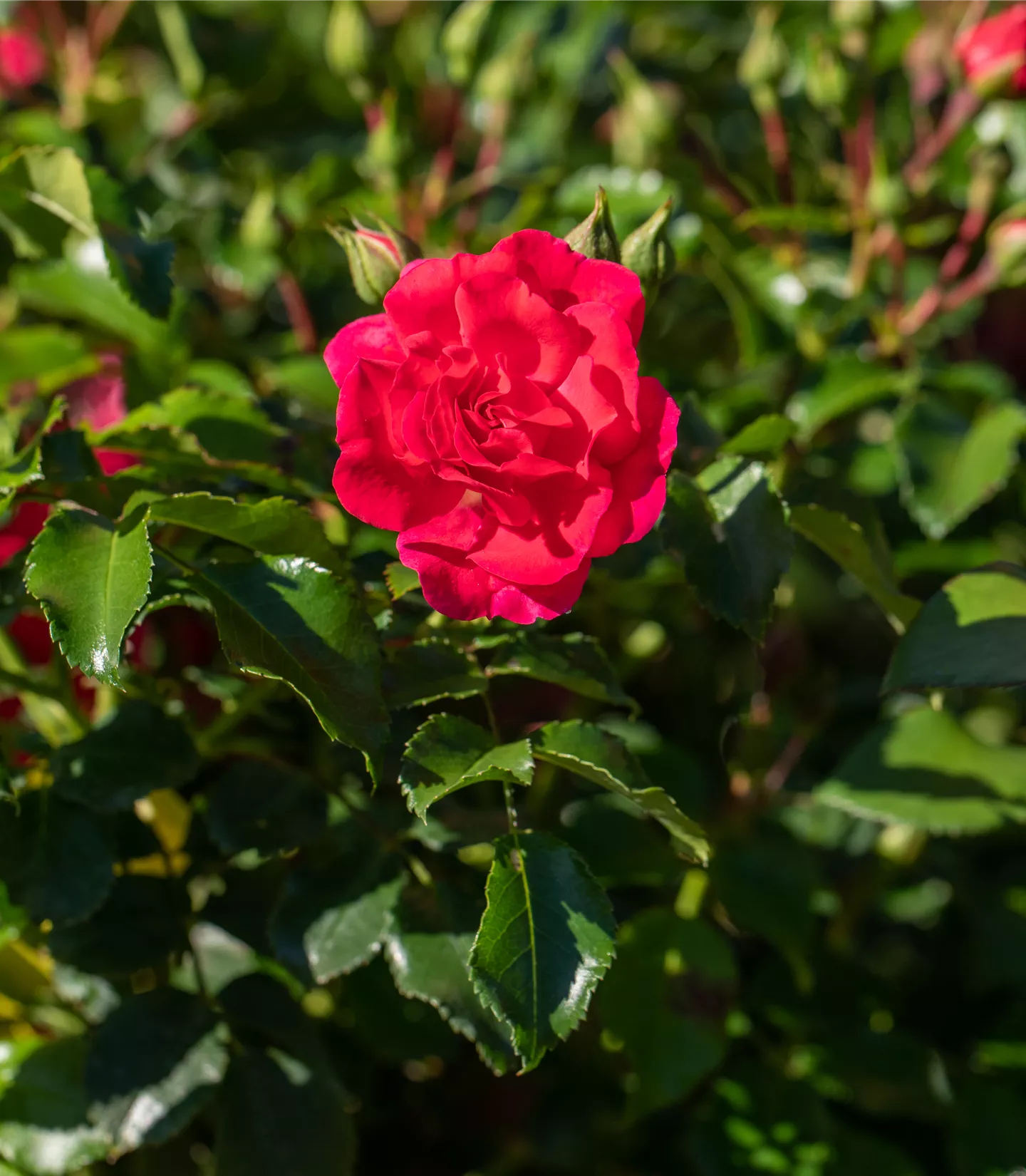 Rosa (Bodendeckerrose) 'Bernensis'