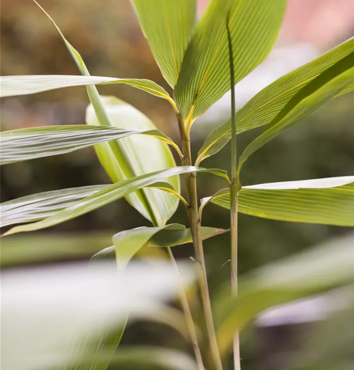 Bambus - Sasa palmata f. nebulosa