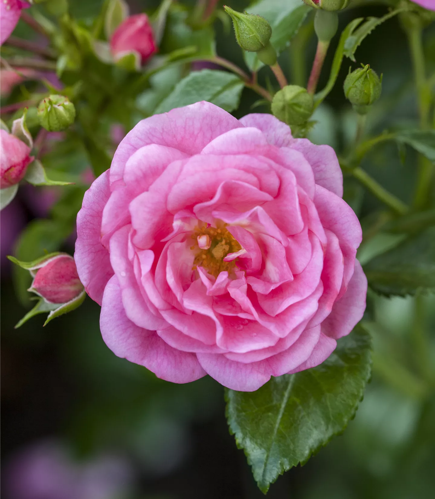 Polyantharose rosa