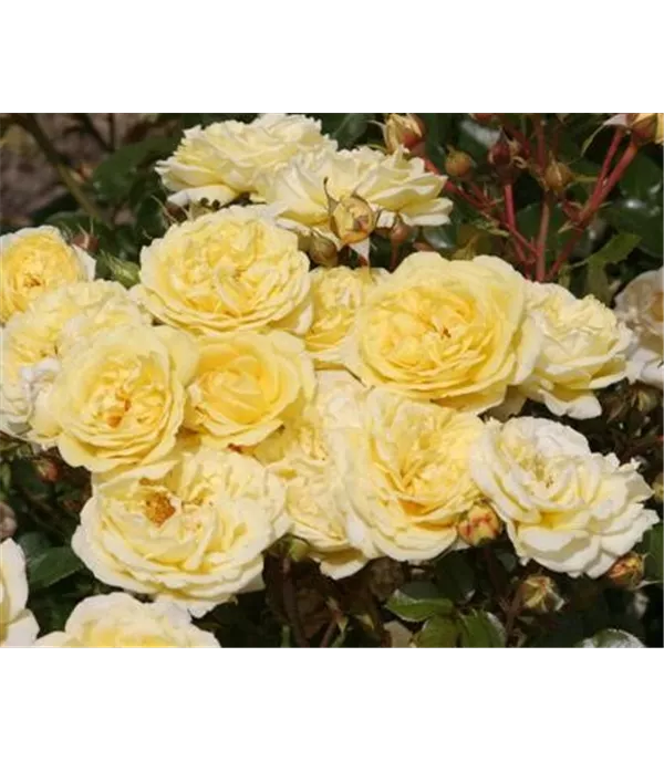 Rosa (Strauchrose) 'Shining Light'