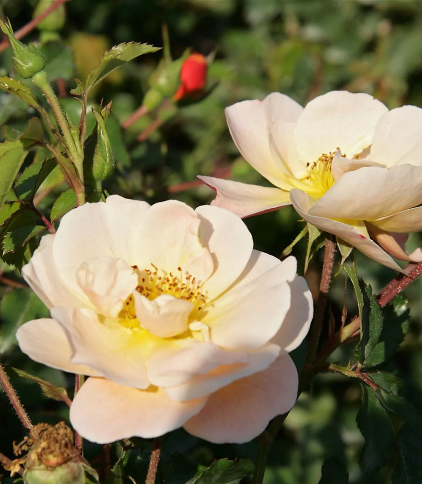 Rosa (Bodendeckerrose) 'Sedana'