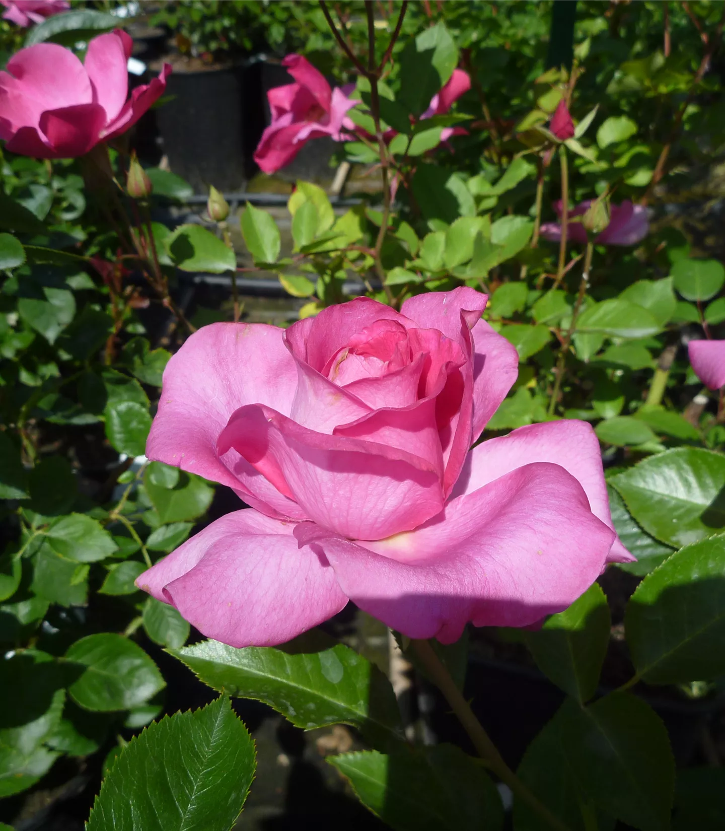 Rosa (Floribundarose) 'Deborah'