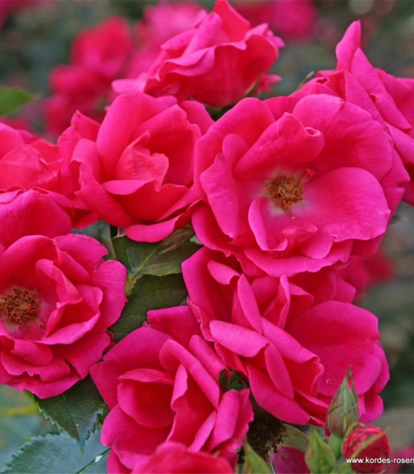 Rosa (Floribundarose) 'Gartenfreund'
