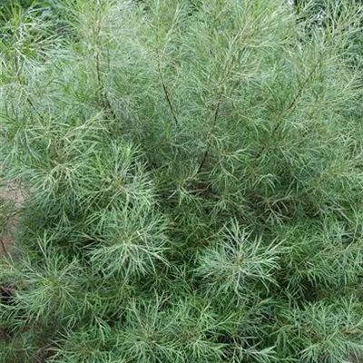 im Container 80 - 100 - Grauweide, Lavendelweide - Salix elaeagnos 'Angustifolia'
