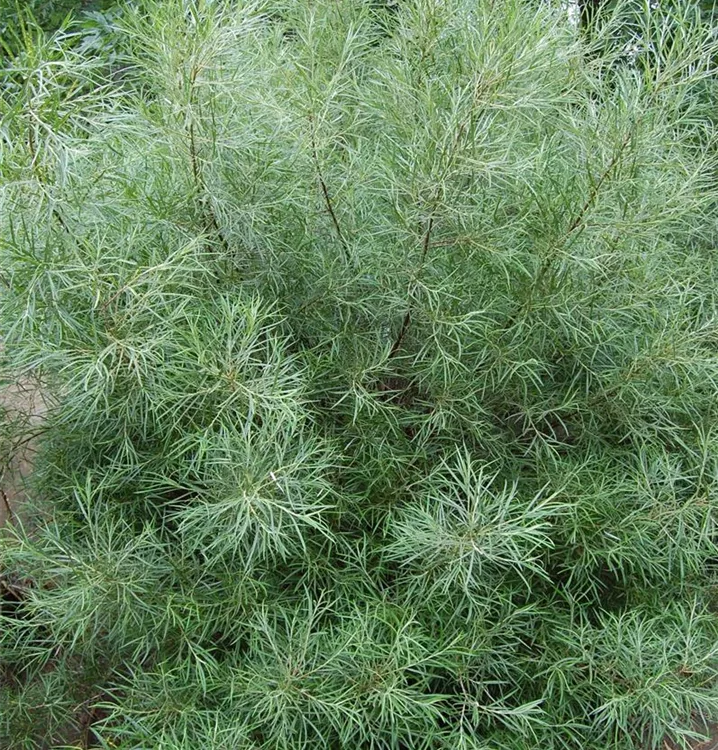 Grauweide, Lavendelweide - Salix elaeagnos 'Angustifolia'