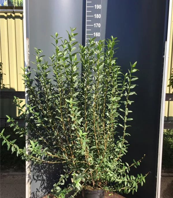 Ligustrum vulgare 'Atrovirens' Heckenpflanze