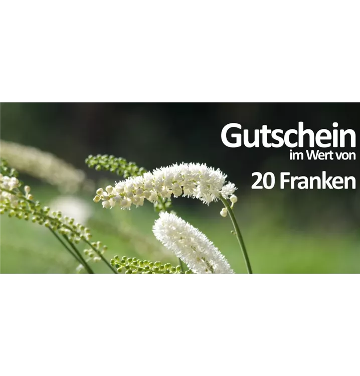 Gutschein Bauer Baumschulen AG - Gutschein 20CHF
