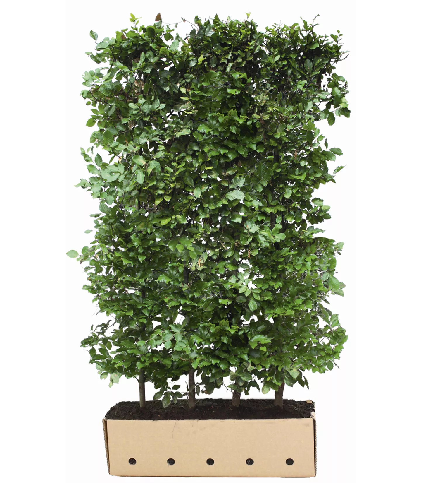 Fertige Hecke Kaufen