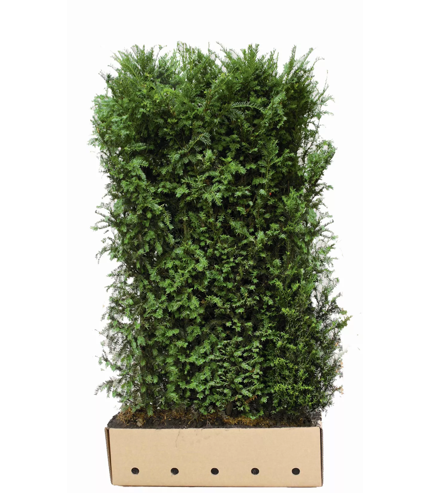 Fertige Hecke Kaufen
