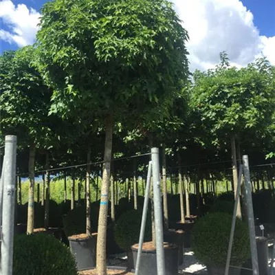 Hochstamm im Container Stammumfang 14 - 16cm - Kugel Amberbaum - Liquidambar styraciflua 'Gum Ball'