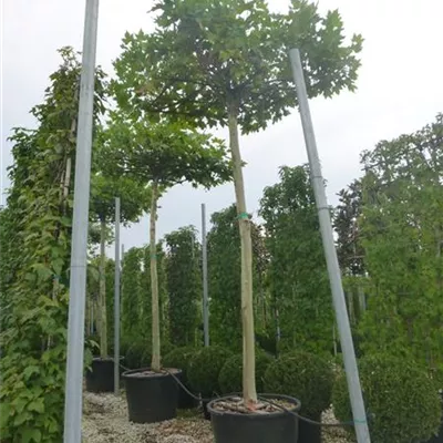 Hochstamm im Container Stammumfang 12 - 14cm - Platane - Platanus hispanica (x) dachförmig