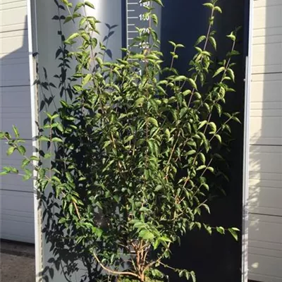 Topfgröße 5 Liter Höhe 60-80cm - Kornelkirsche Heckenpflanze - Cornus mas Heckenpflanze