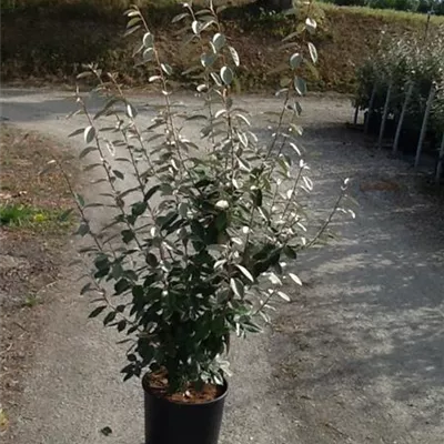 Topfgröße 10 Liter Höhe 80-100cm - Wintergrüne Ölweide Heckenpflanze - Elaeagnus x ebbingei Heckenpflanze