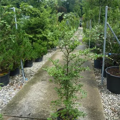 Topfgröße 5 Liter Höhe 80-100cm - Rotbuche Heckenpflanze - Fagus sylvatica Heckenpflanze