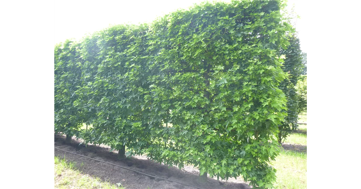 Liquidambar styraciflua, Spalier, Amerikanischer Amberbaum Spalier