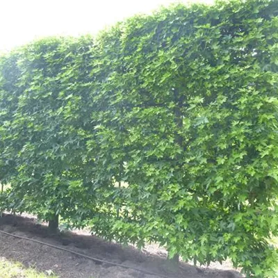 Spalier Höhe 100cm, Breite 120cm - Amerikanischer Amberbaum Spalier - Liquidambar styraciflua, Spalier