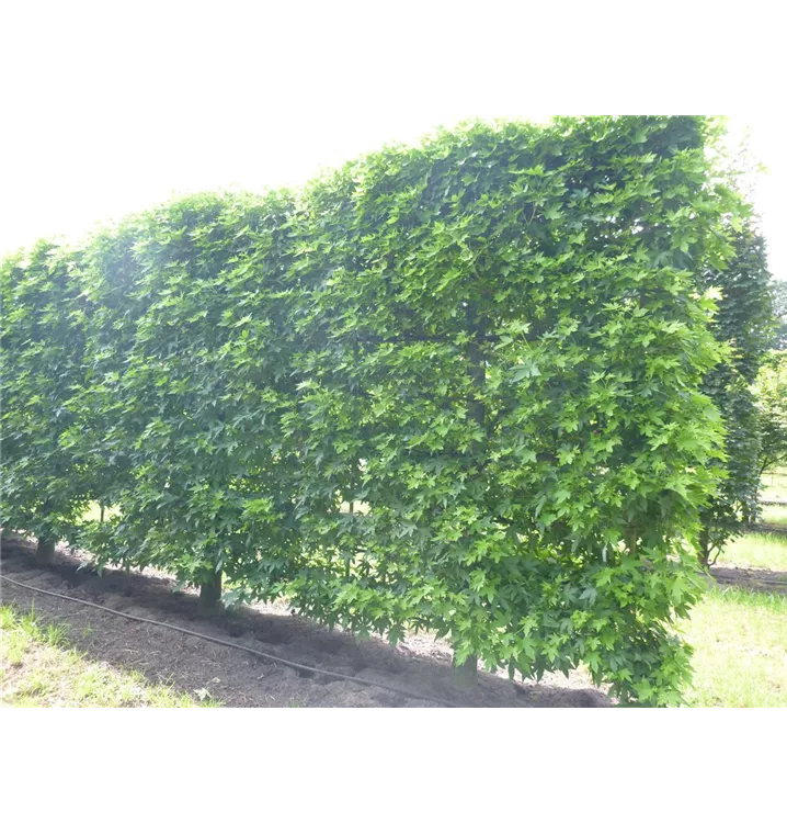 Liquidambar styraciflua, Spalier, Amerikanischer Amberbaum Spalier
