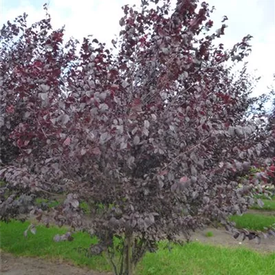 Hochstamm im Container Stammumfang 12 - 14cm - Kirschpflaume - Prunus cerasifera 'Woodii'