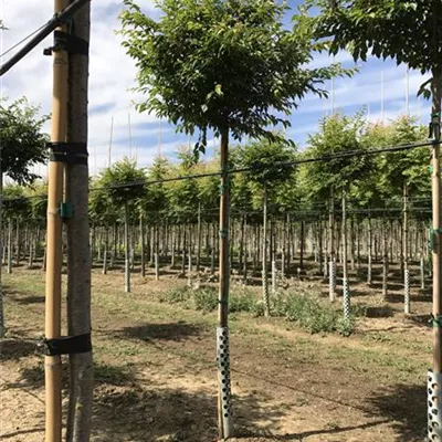 Hochstamm mit Ballen Stammumfang 12 - 14cm - Strauchkirsche - Prunus eminens (x) 'Umbraculifera'