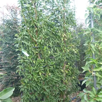 Spalier Höhe 150cm, Breite 100cm - Portugiesische Lorbeerkirsche 'Angustifolia' Spalier - Prunus lusitanica 'Angustifolia', Spalier