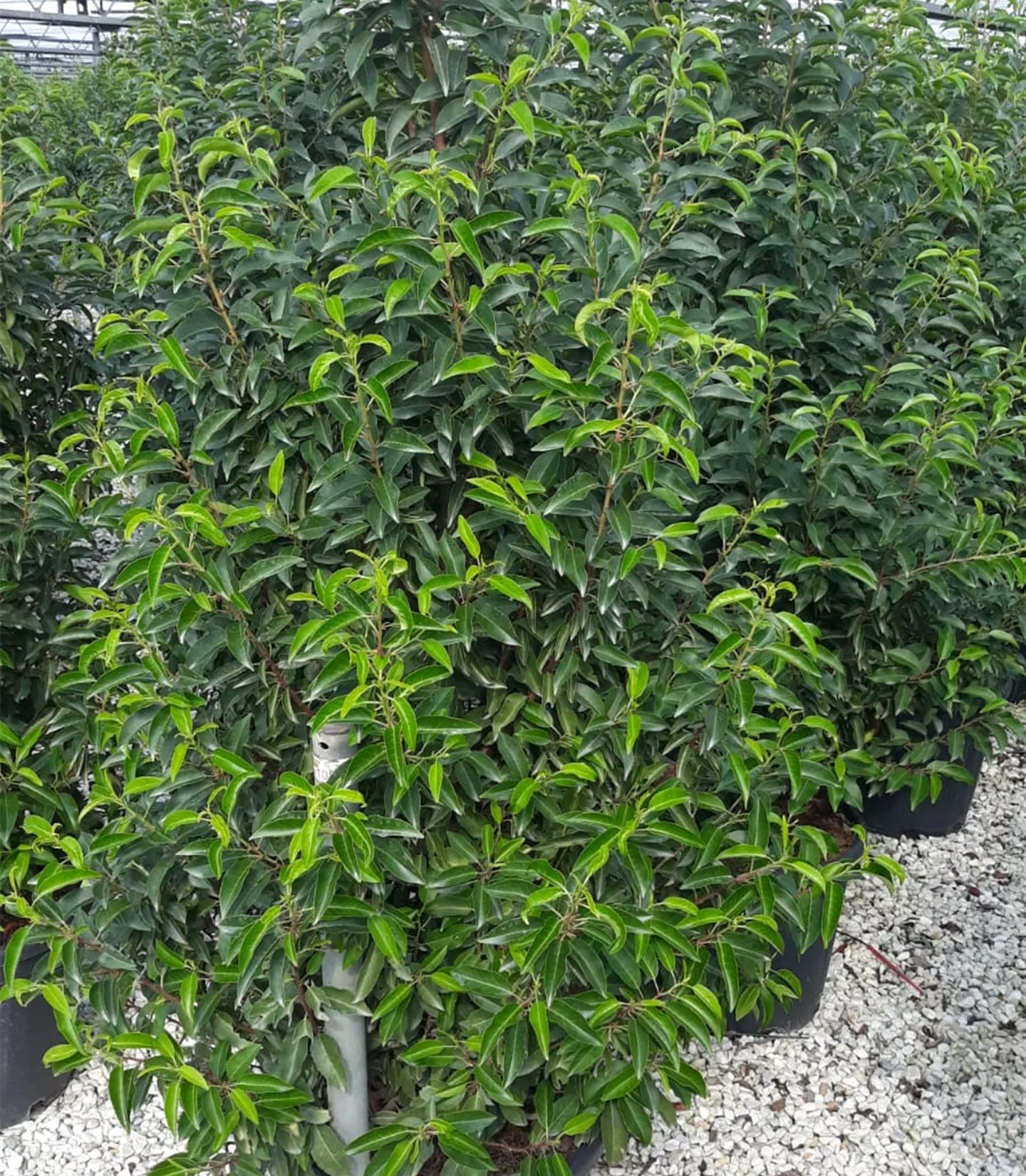 Prunus lusitanica 'Angustifolia' Kugel