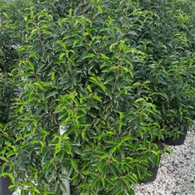 Container 70 - 80 - Portugiesischer Kirschlorbeer - Prunus lusitanica 'Angustifolia' Kugel