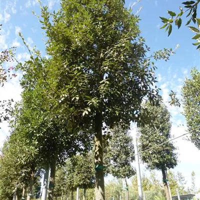 Schirmform Höhe 225 - 250cm - Steineiche - Quercus ilex