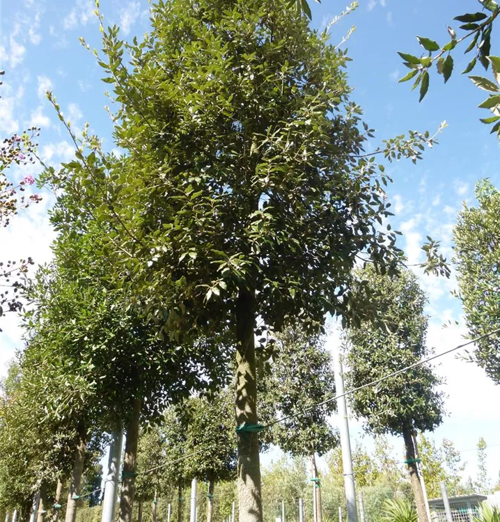 Steineiche - Quercus ilex