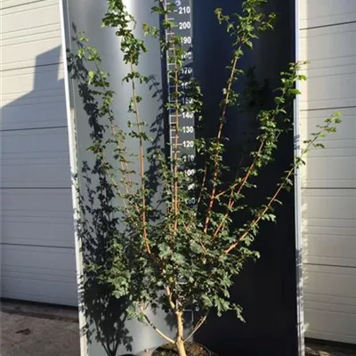 Heckenpflanze mit Ballen Höhe 80-100cm - Feldahorn Heckenpflanzen - Acer campestre Heckenpflanzen