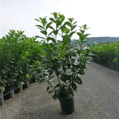 Topfgröße 7 Liter Höhe 80-100cm - Lorbeerkirsche 'Novita' Heckenpflanze - Prunus laurocerasus 'Novita' Heckenpflanze