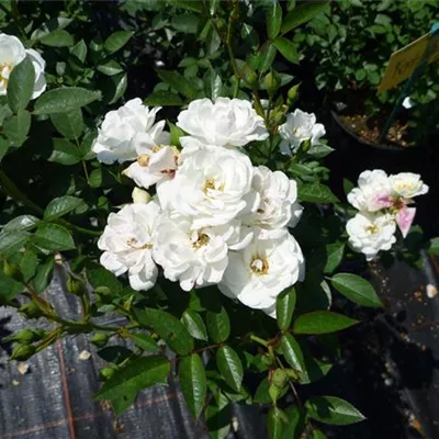 im Container - Bodendecker Rose 'Kent'® - Rosa (Bodendeckerrose) 'Kent'