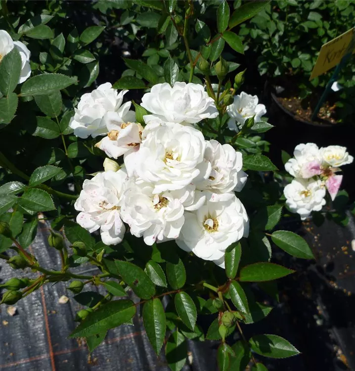 Bodendecker Rose 'Kent'® - Rosa (Bodendeckerrose) 'Kent'
