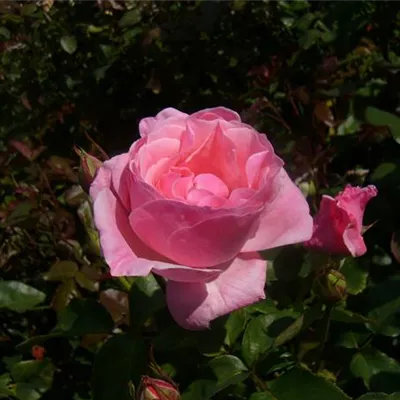 im Container - Beetrose 'Queen Elizabeth Rose'® - Rosa (Floribundarose) 'Queen Elizabeth Rose'