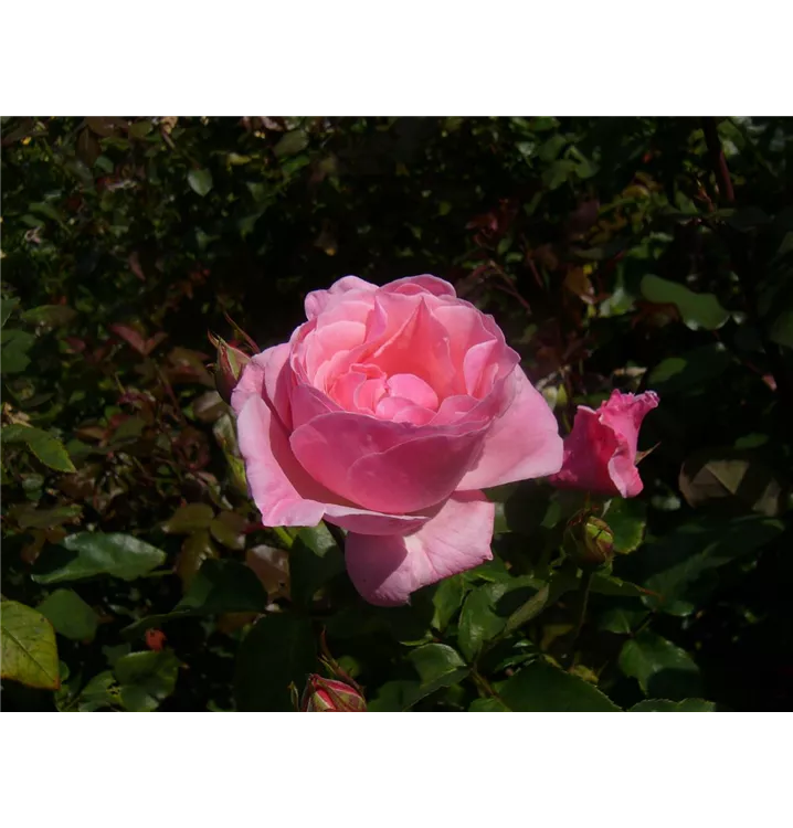 Beetrose 'Queen Elizabeth Rose'® - Rosa (Floribundarose) 'Queen Elizabeth Rose'