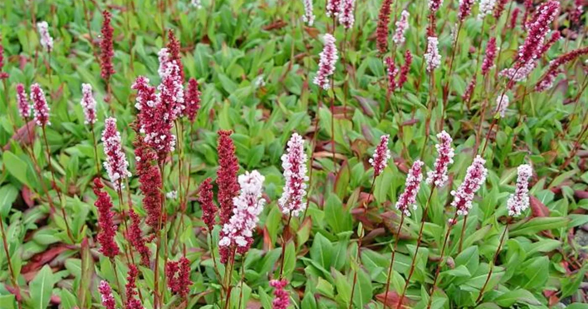 Persicaria Affinis ‘Superba’ – Schneckenknöterich Bodendecker, Topf 9x9 Cm, Rosa Blüten