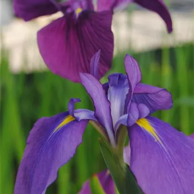 Topfgrösse 0.5 Liter - Sumpfschwertlilie - Iris kaempferi