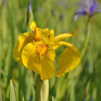 Topfgrösse 0.5 Liter - Garten-Sumpf-Schwertlilie 'Variegata' - Iris pseudacoros 'Variegatus'