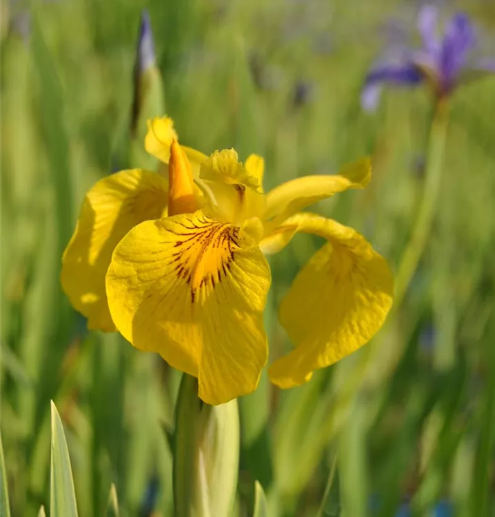 Garten-Sumpf-Schwertlilie 'Variegata' - Iris pseudacoros 'Variegatus'
