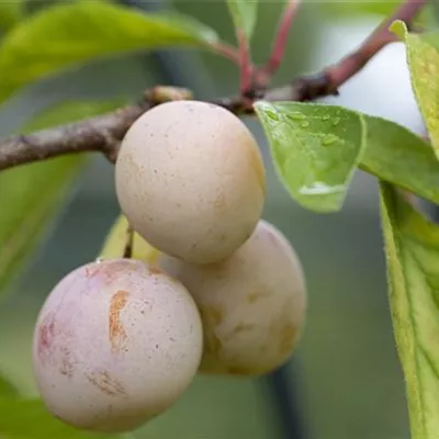 Pyramide wurzelnackt - Prunus (Mirabelle) 'Mirabelle de Nancy'