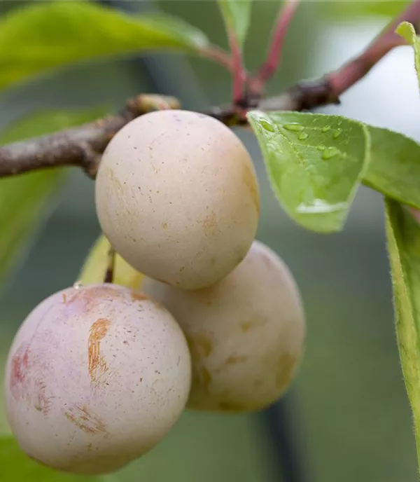 Prunus (Mirabelle) 'Mirabelle de Nancy'