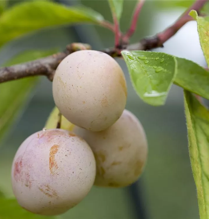 Prunus (Mirabelle) 'Mirabelle de Nancy'