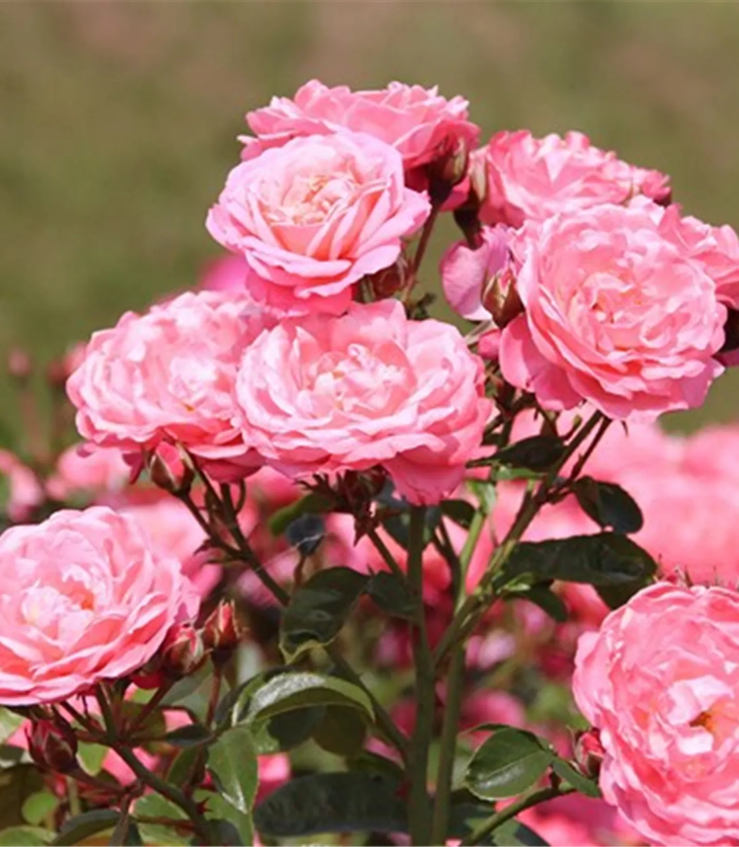 Rosa (Strauchrose) 'Mein Schöner Garten'