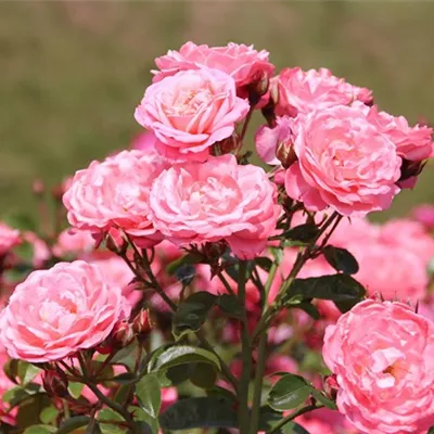 im Container - Strauchrose 'Mein schöner Garten'® - Rosa (Strauchrose) 'Mein Schöner Garten'
