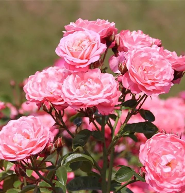 Strauchrose 'Mein schöner Garten'® - Rosa (Strauchrose) 'Mein Schöner Garten'