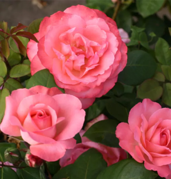 Edelrose 'Pink Panther'® - Rosa (Teehybride) 'Pink Panther'